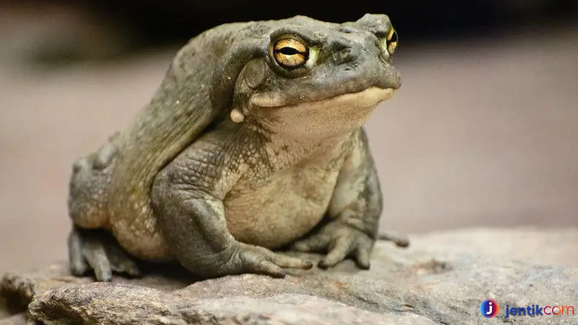 Katak Sungai Colorado dan Peranannya dalam Ekosistem Sungai