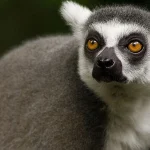 Strepsirrhini: Perbedaan Utama dengan Primata Berujung Kering