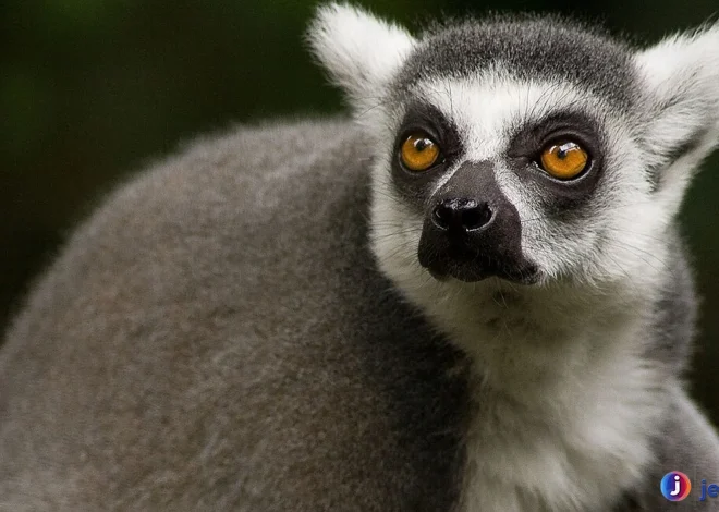 Strepsirrhini: Perbedaan Utama dengan Primata Berujung Kering