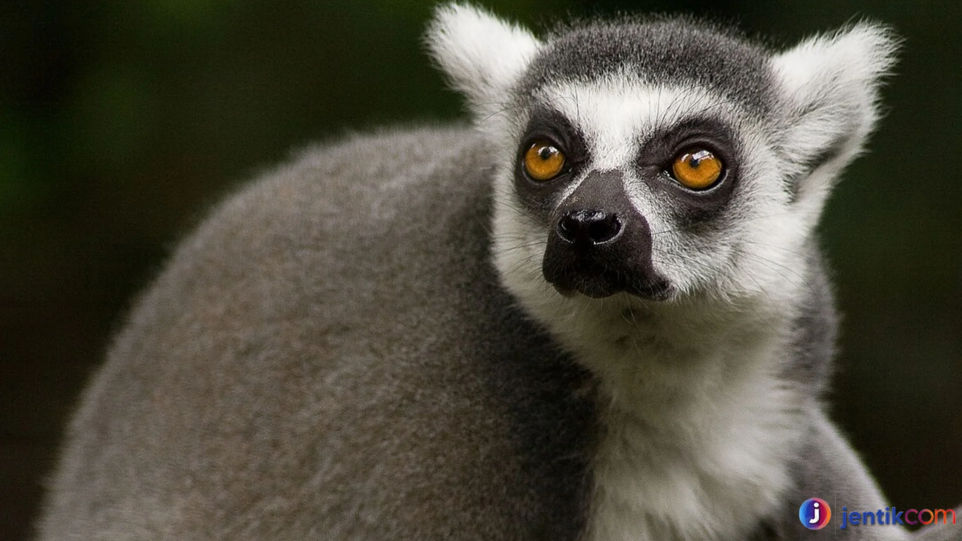 Strepsirrhini: Perbedaan Utama dengan Primata Berujung Kering