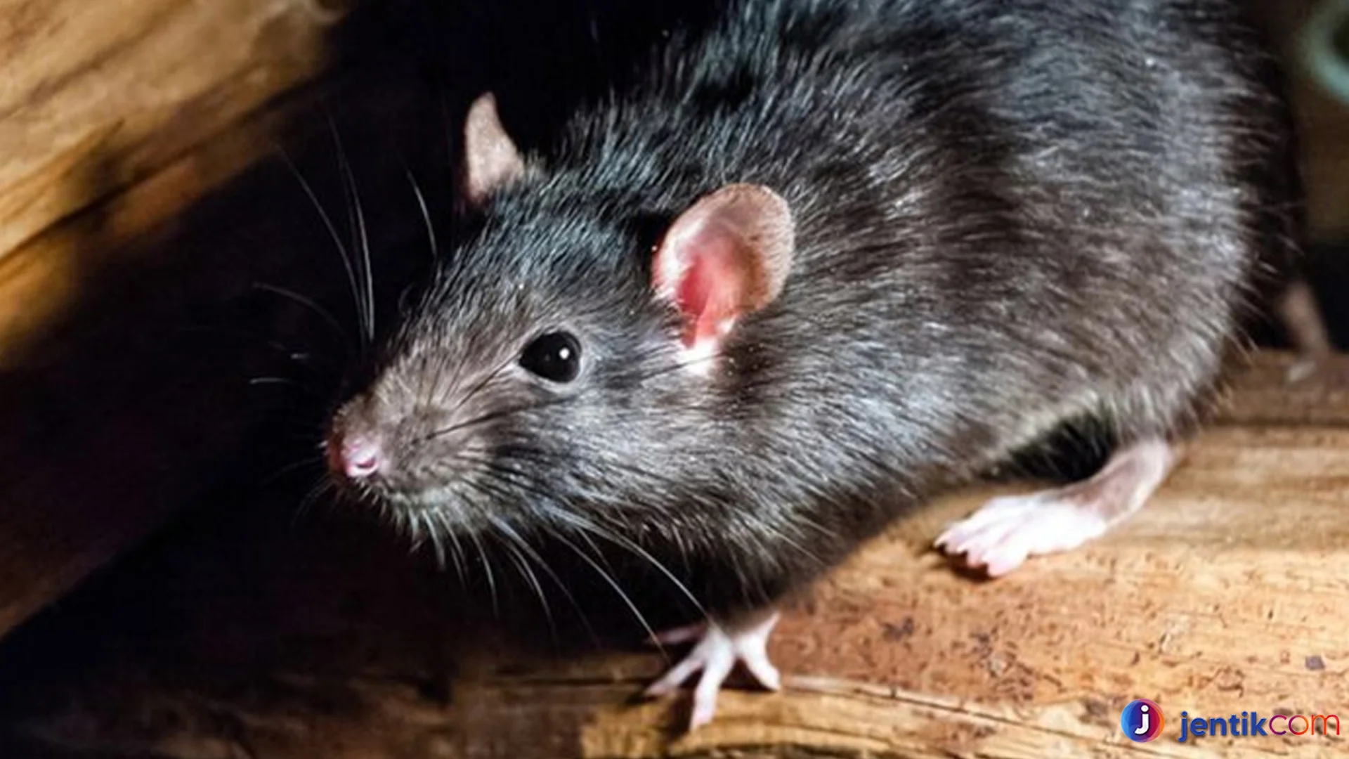 Tikus Got Perilaku Unik yang Harus Diketahui Tentang Mereka