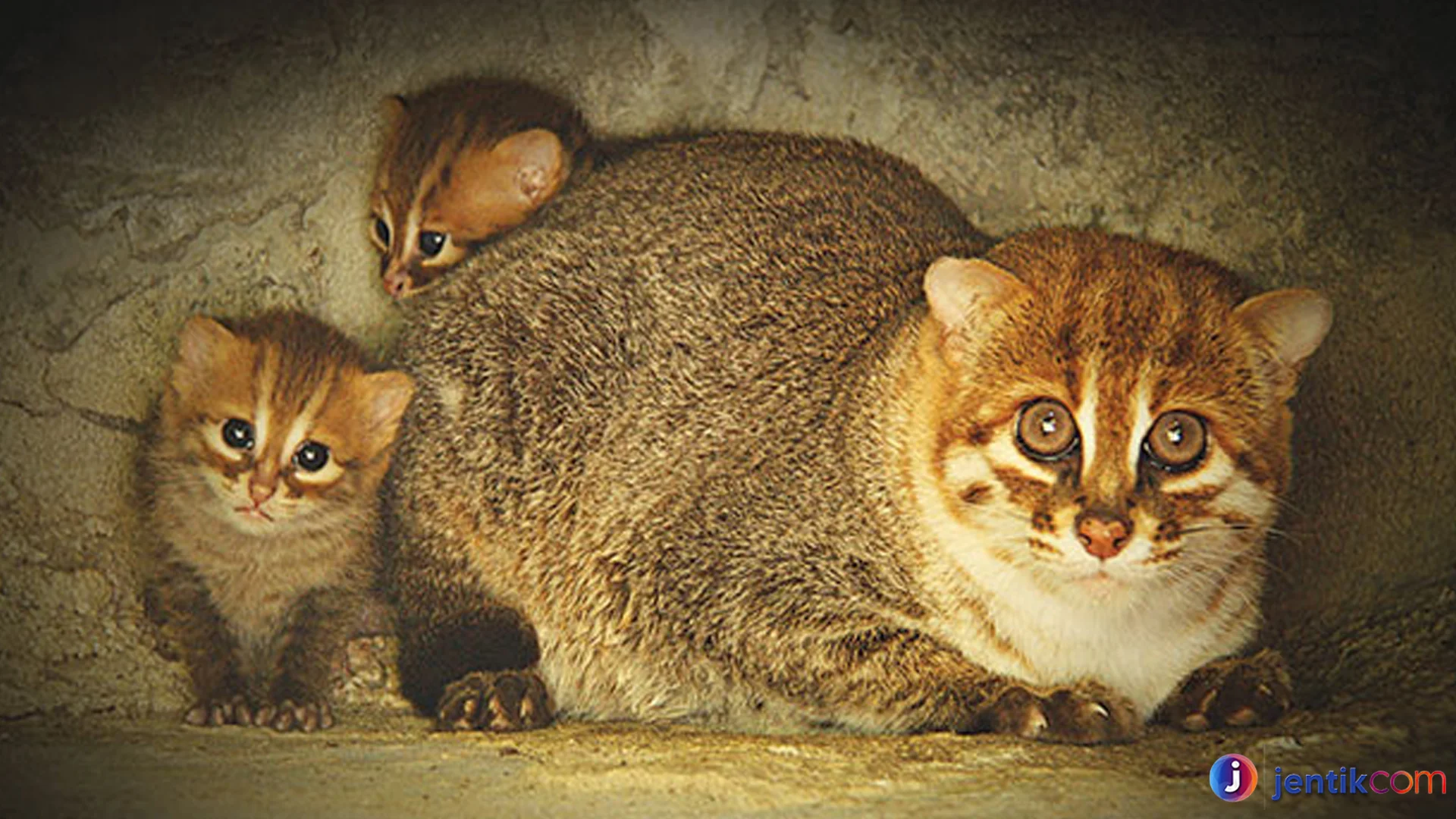 Perilaku Kucing Tandang yang Bikin Mereka Jadi Predator Andal