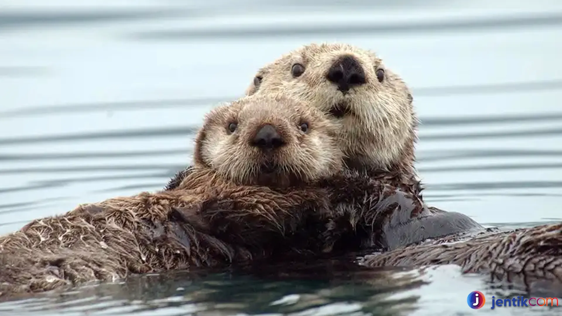 Berang Berang Laut: 4 Fakta Tentang Perilaku dan Kebiasaan