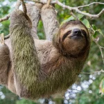 Keunikan Folivora: Di Balik Kehidupan Makhluk yang Lambat