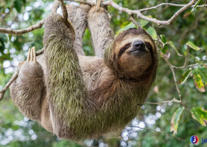 Keunikan Folivora: Di Balik Kehidupan Makhluk yang Lambat