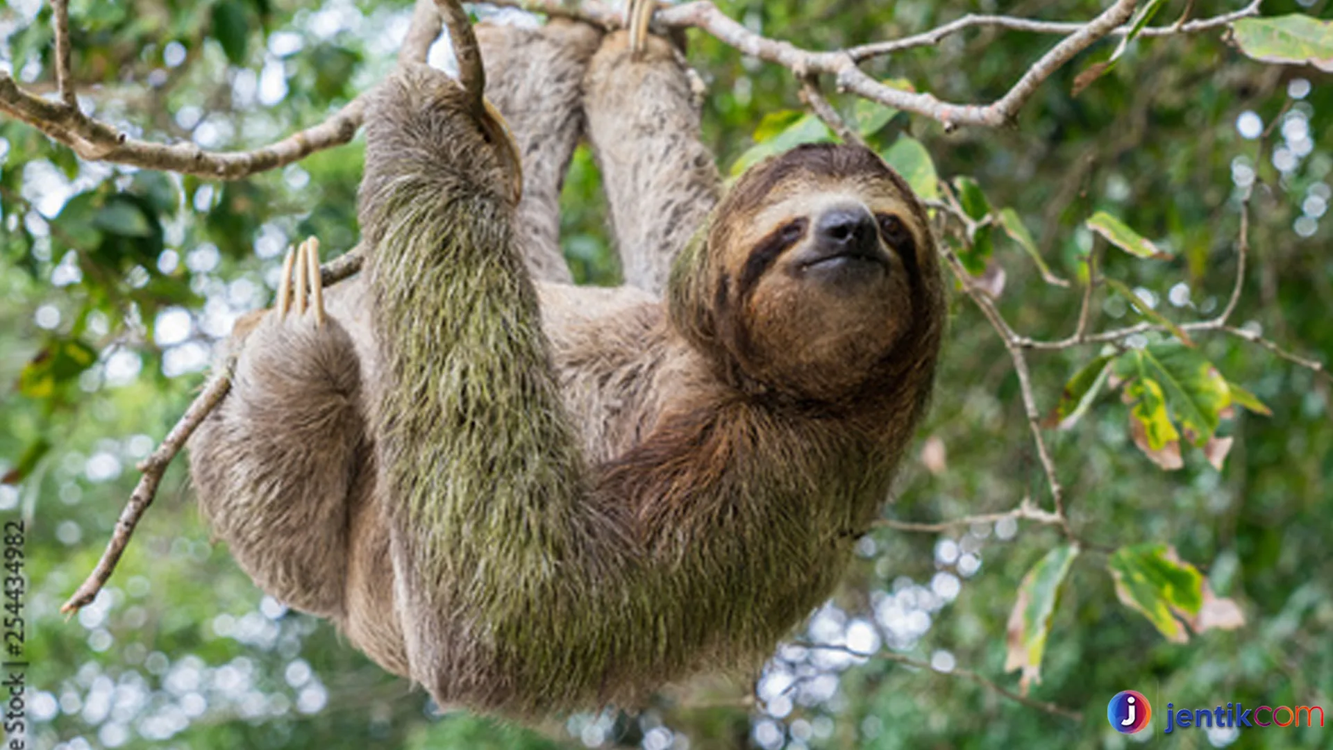 Keunikan Folivora: Di Balik Kehidupan Makhluk yang Lambat