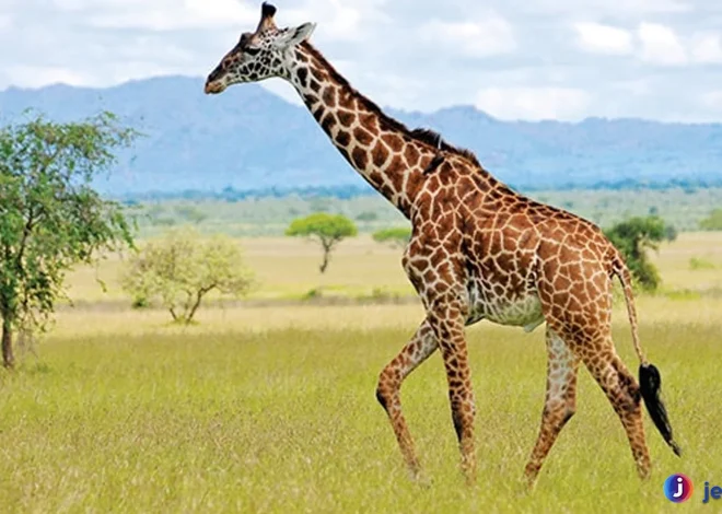 Jerapah Utara: Berbagai Jenis dan Keunikan Setiap Spesies