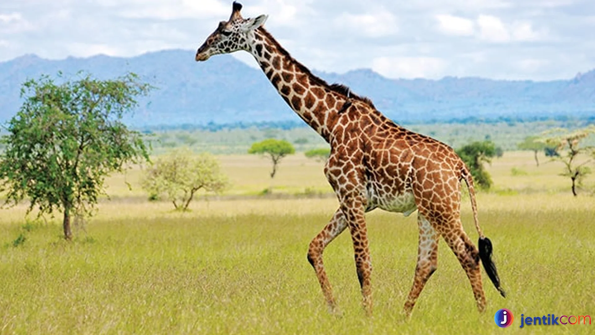 Jerapah Utara: Berbagai Jenis dan Keunikan Setiap Spesies