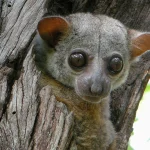 Lemur Sportif: Memahami Kekuatan Fisik yang Mempesona