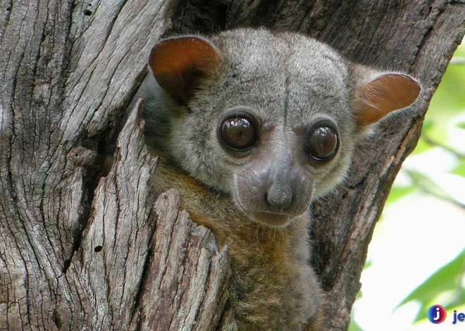 Lemur Sportif: Memahami Kekuatan Fisik yang Mempesona