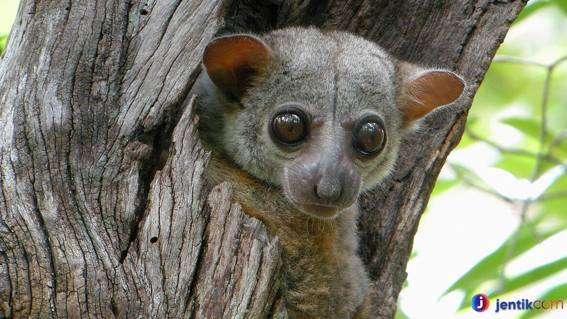 Lemur Sportif: Memahami Kekuatan Fisik yang Mempesona