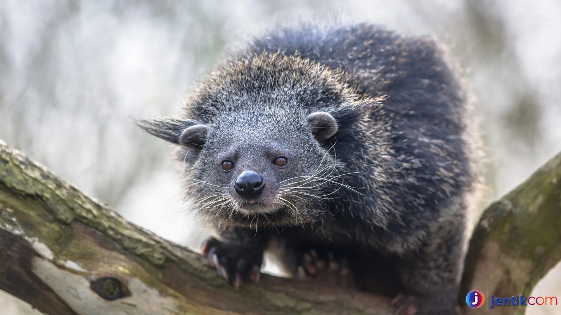 Hidup Liar Binturung: Mengungkap Keunikan dan Habitatnya