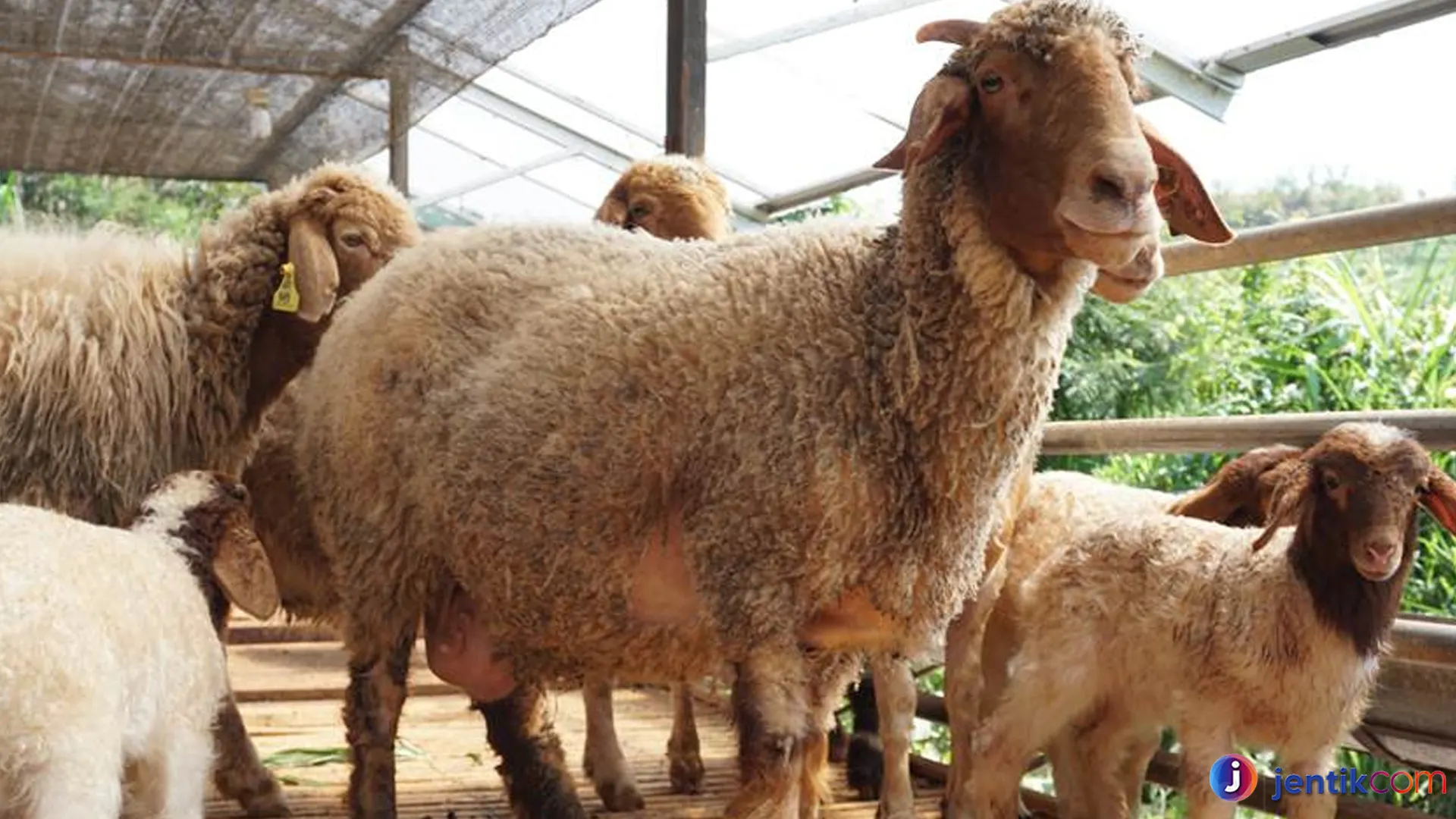 Domba Awassi: Apa yang Membuatnya Berbeda dari Domba Lain?