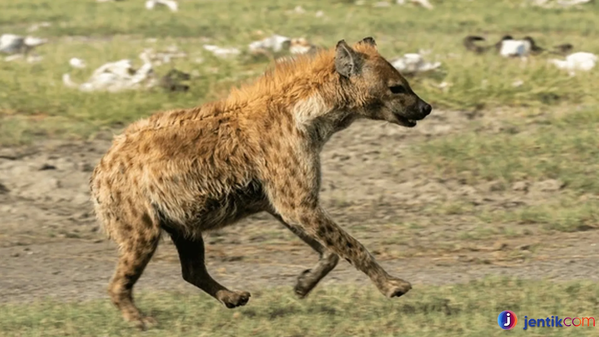 Mengungkap Kehidupan Dubuk: Spesies dengan Adaptasi Menarik