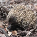 Mengenal Nokdiak: Keistimewaan dan Habitat Eksotisnya