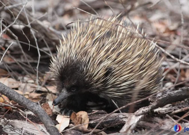 Mengenal Nokdiak: Keistimewaan dan Habitat Eksotisnya