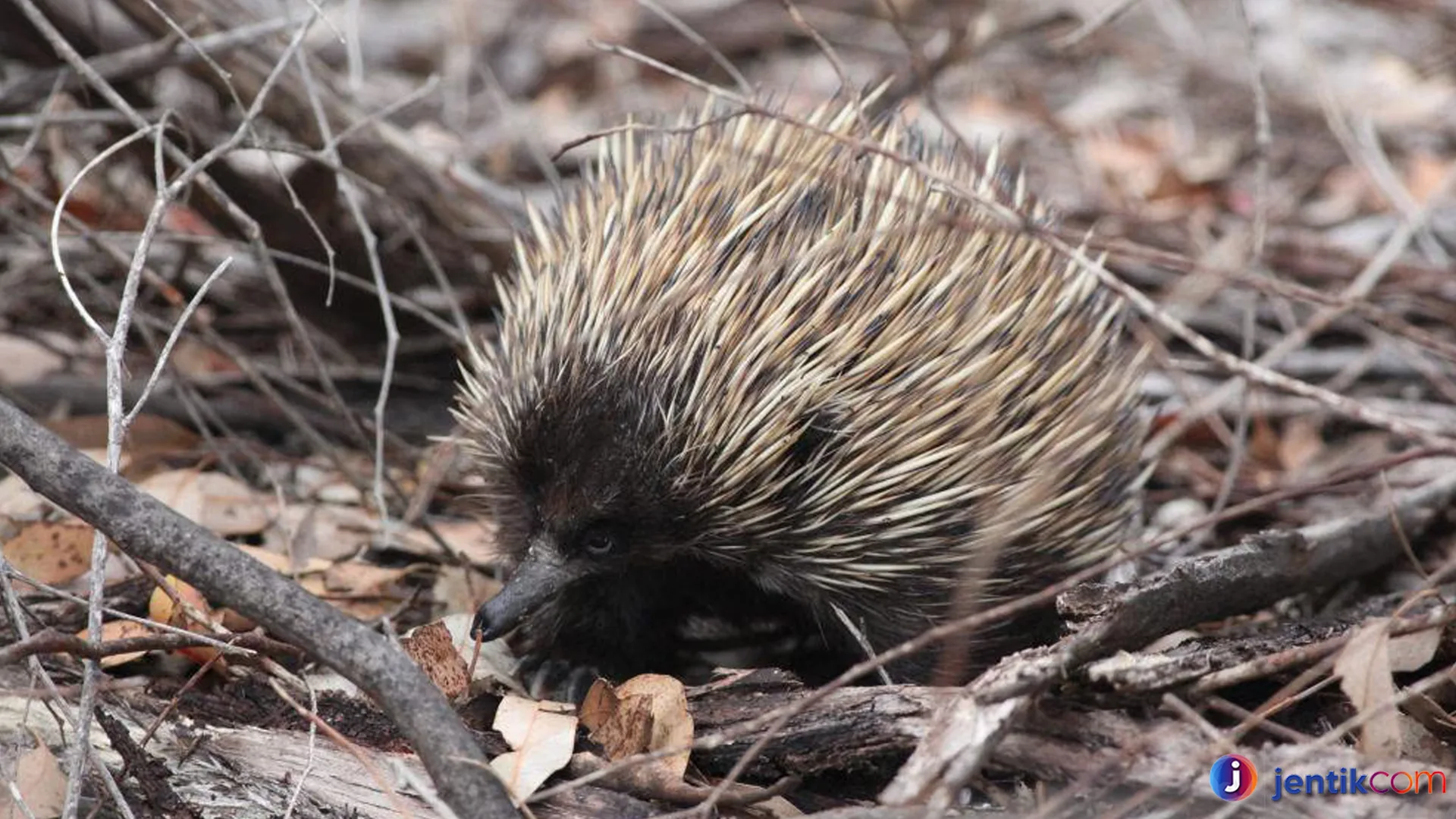 Mengenal Nokdiak: Keistimewaan dan Habitat Eksotisnya