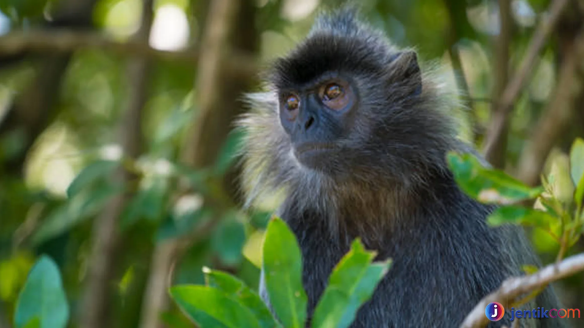 Sosial dan Cerdas: Keunikan Lutung Kelabu di Alam Liar
