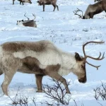 Menyimak Kehidupan Rusa Kutub di Lingkungan Ekstrem