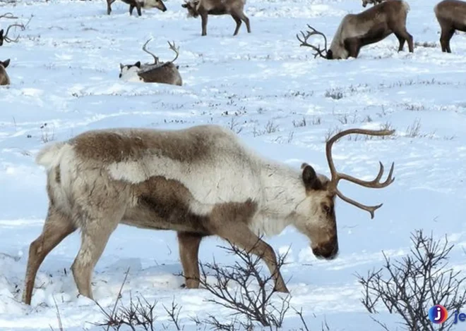 Menyimak Kehidupan Rusa Kutub di Lingkungan Ekstrem