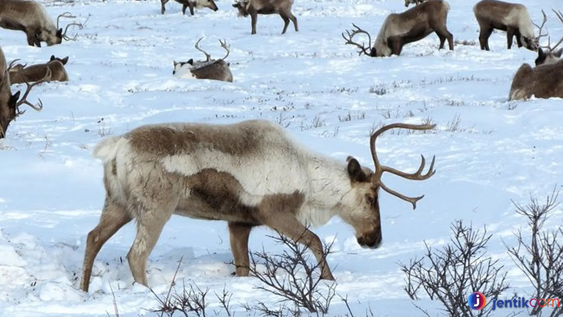 Menyimak Kehidupan Rusa Kutub di Lingkungan Ekstrem