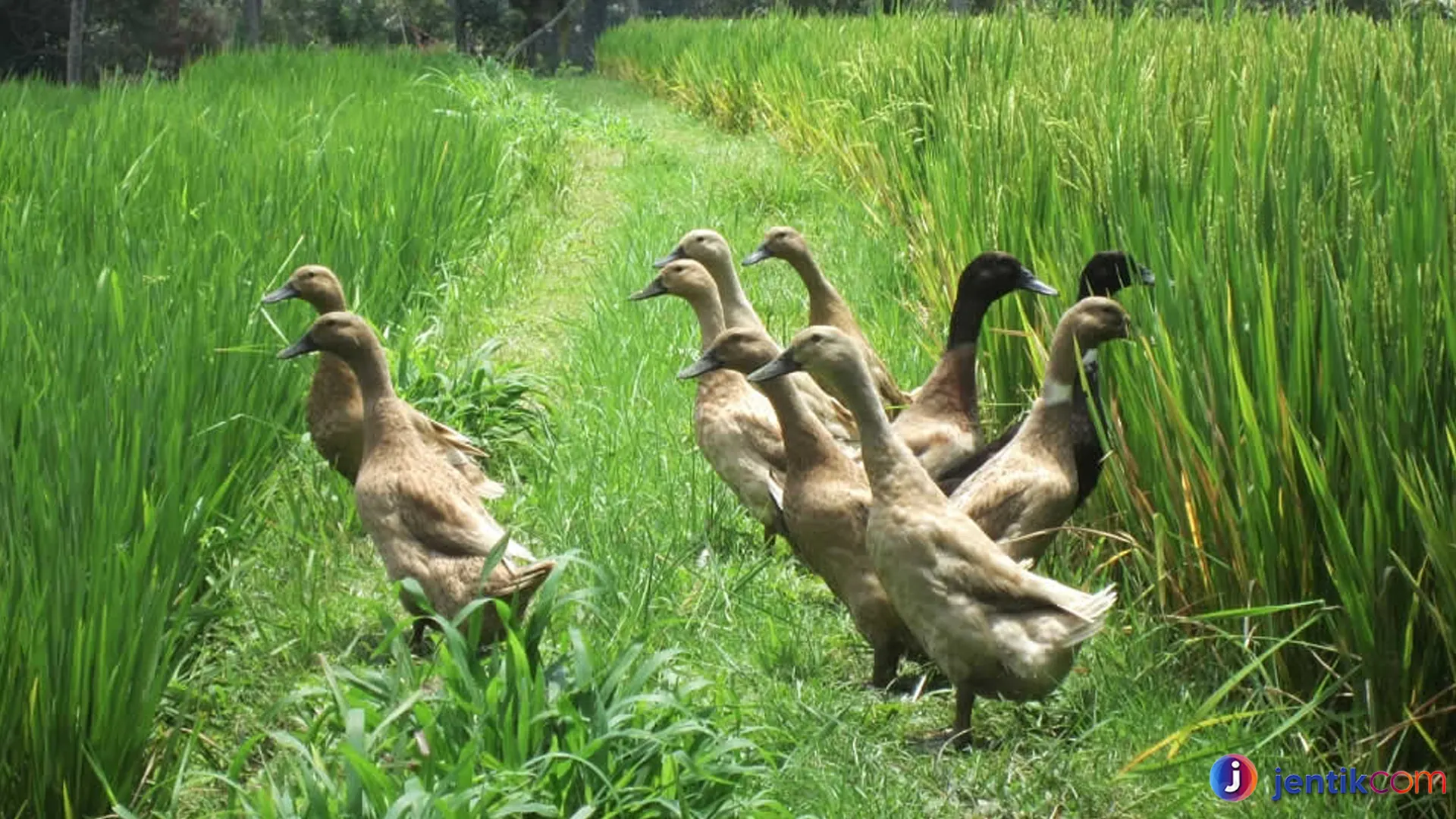 Berlari dengan Kecepatan Tinggi: Menyelami Dunia Itik Pelari