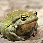 Katak Sungai Colorado dan Peranannya dalam Ekosistem Sungai