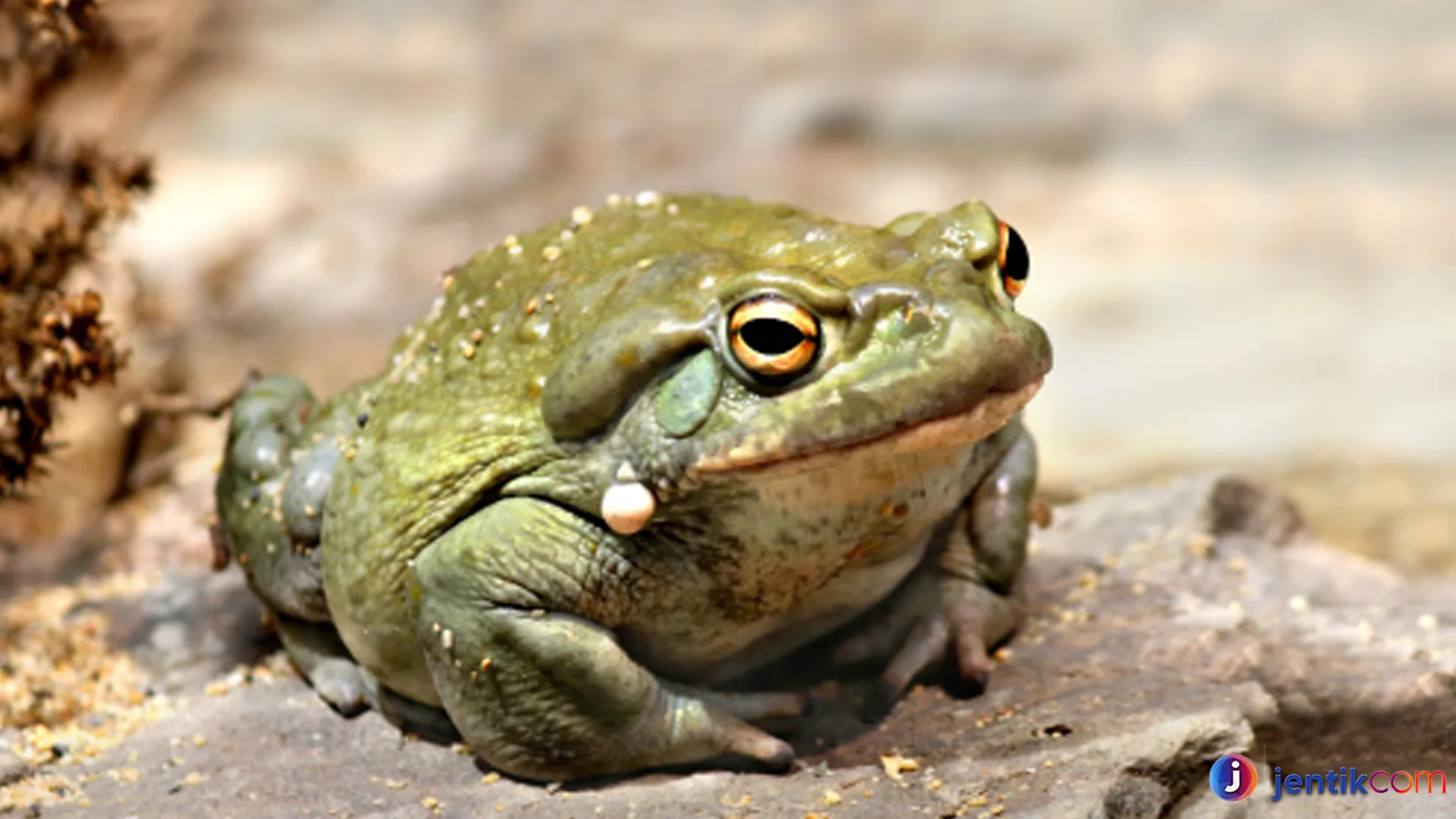 Katak Sungai Colorado dan Peranannya dalam Ekosistem Sungai