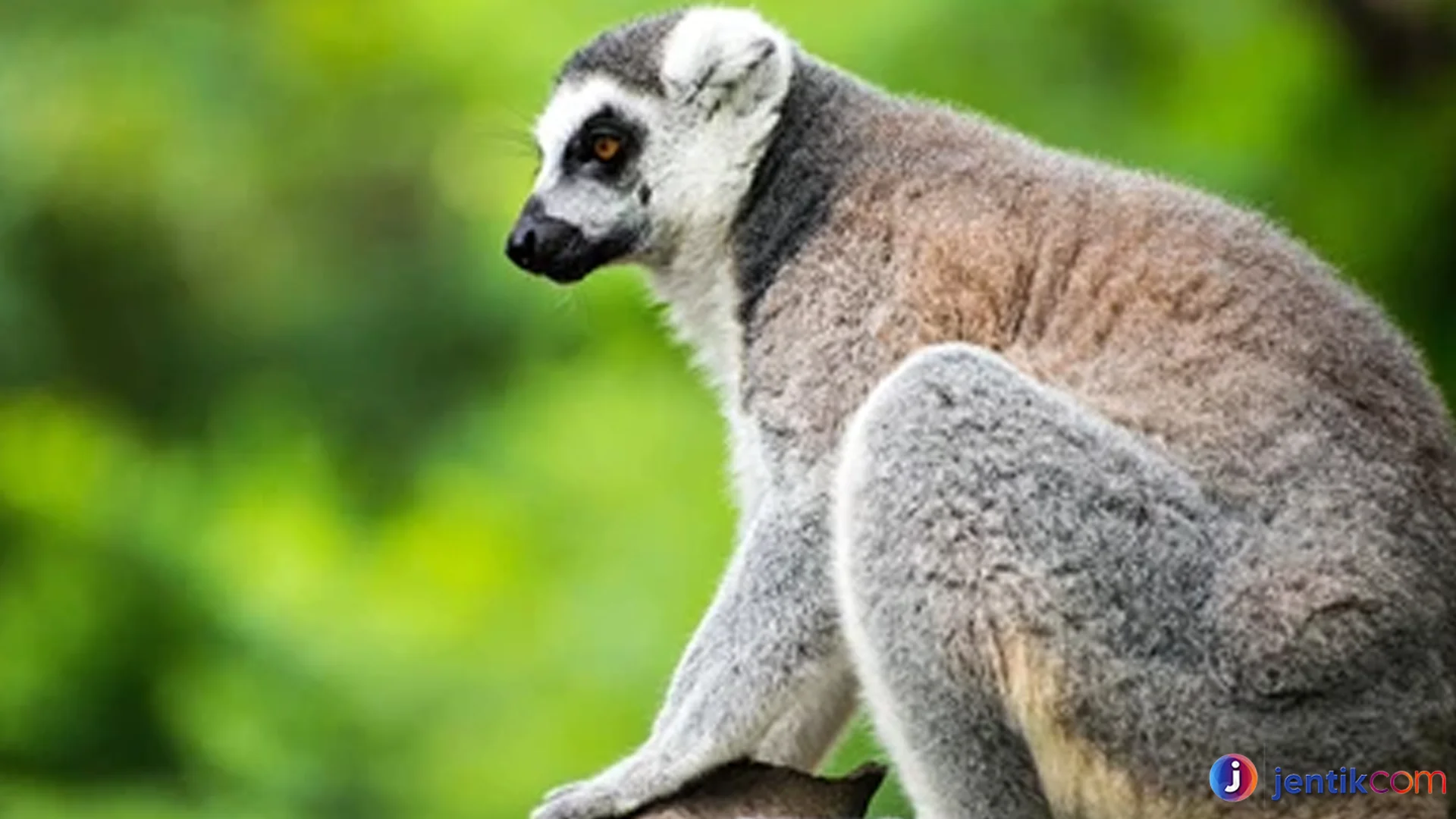 Strepsirrhini: Perbedaan Utama dengan Primata Berujung Kering