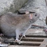 Tikus Got Perilaku Unik yang Harus Diketahui Tentang Mereka