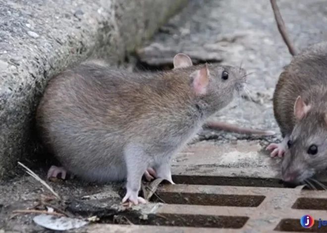 Tikus Got Perilaku Unik yang Harus Diketahui Tentang Mereka