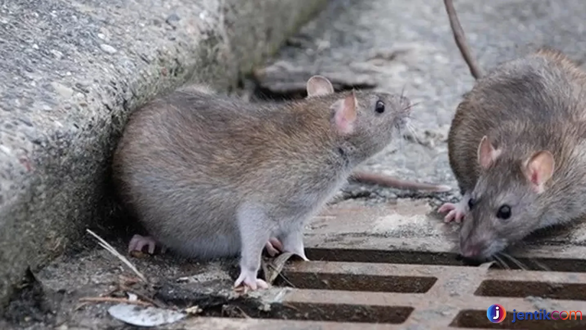 Tikus Got Perilaku Unik yang Harus Diketahui Tentang Mereka