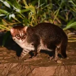 Perilaku Kucing Tandang yang Bikin Mereka Jadi Predator Andal