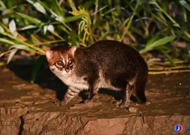 Perilaku Kucing Tandang yang Bikin Mereka Jadi Predator Andal