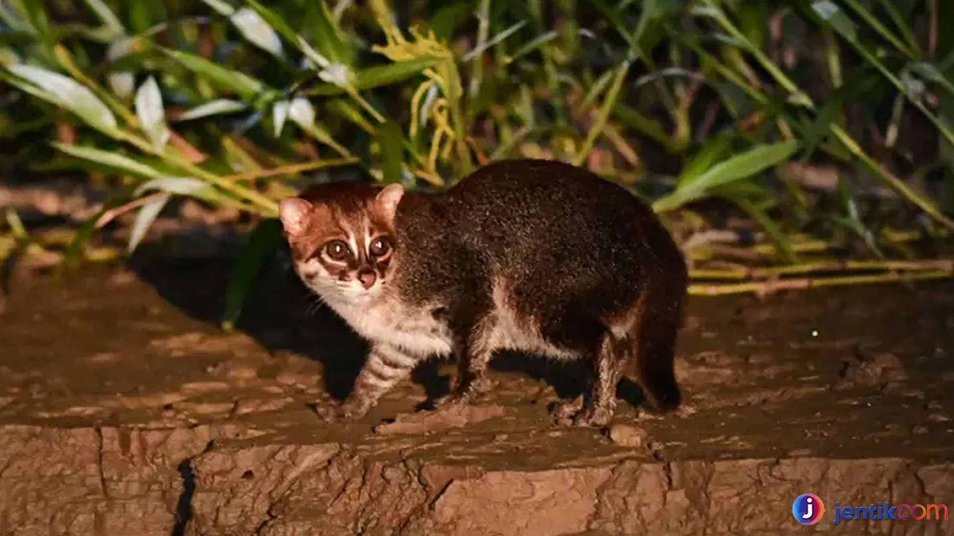 Perilaku Kucing Tandang yang Bikin Mereka Jadi Predator Andal