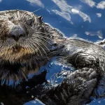 Berang Berang Laut: 4 Fakta Tentang Perilaku dan Kebiasaan