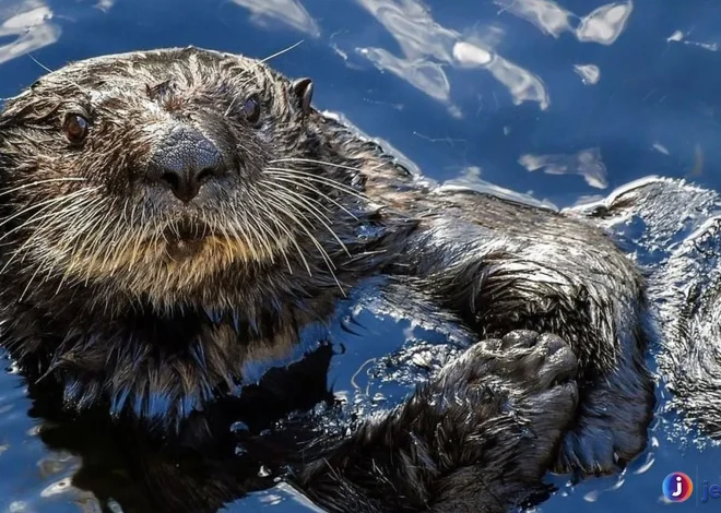 Berang Berang Laut: 4 Fakta Tentang Perilaku dan Kebiasaan
