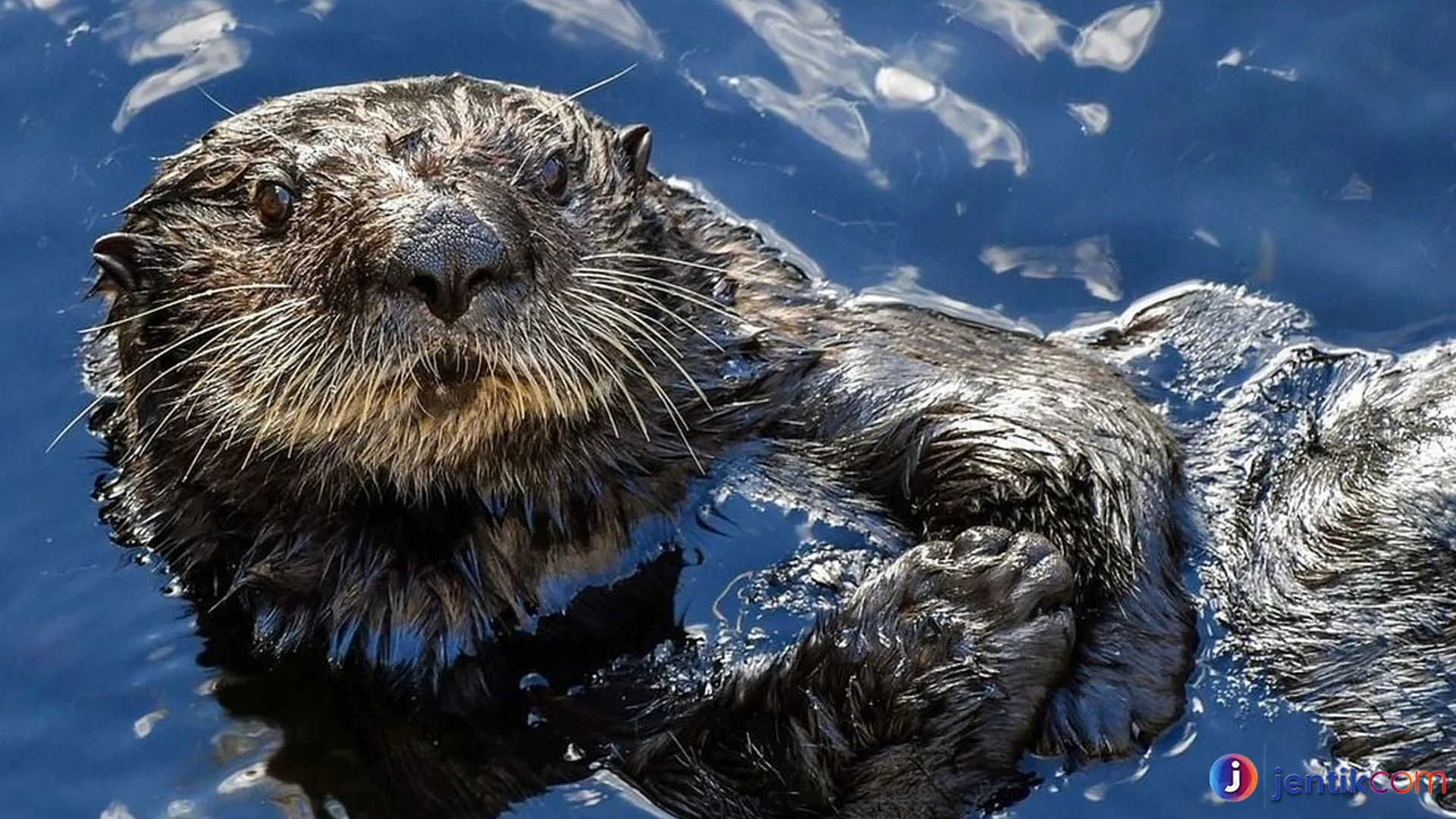 Berang Berang Laut: 4 Fakta Tentang Perilaku dan Kebiasaan