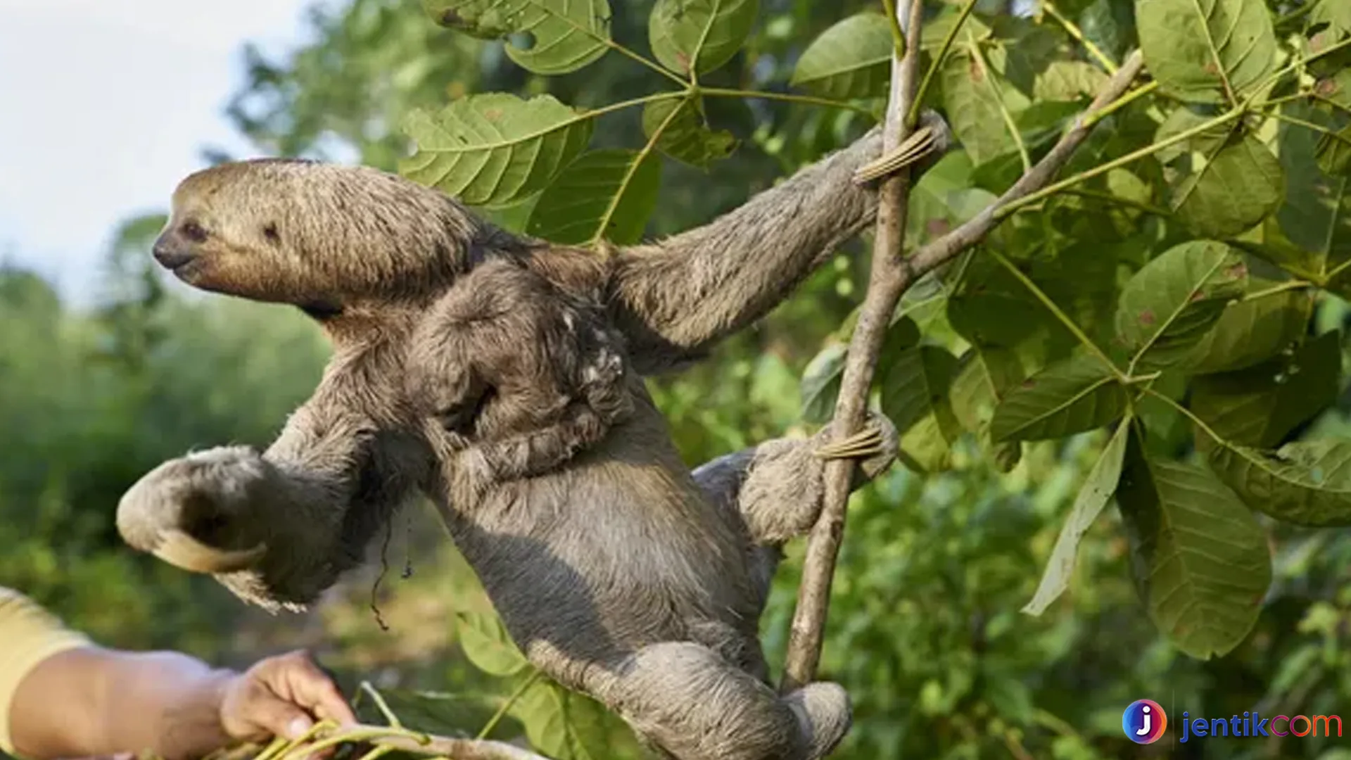Keunikan Folivora: Di Balik Kehidupan Makhluk yang Lambat