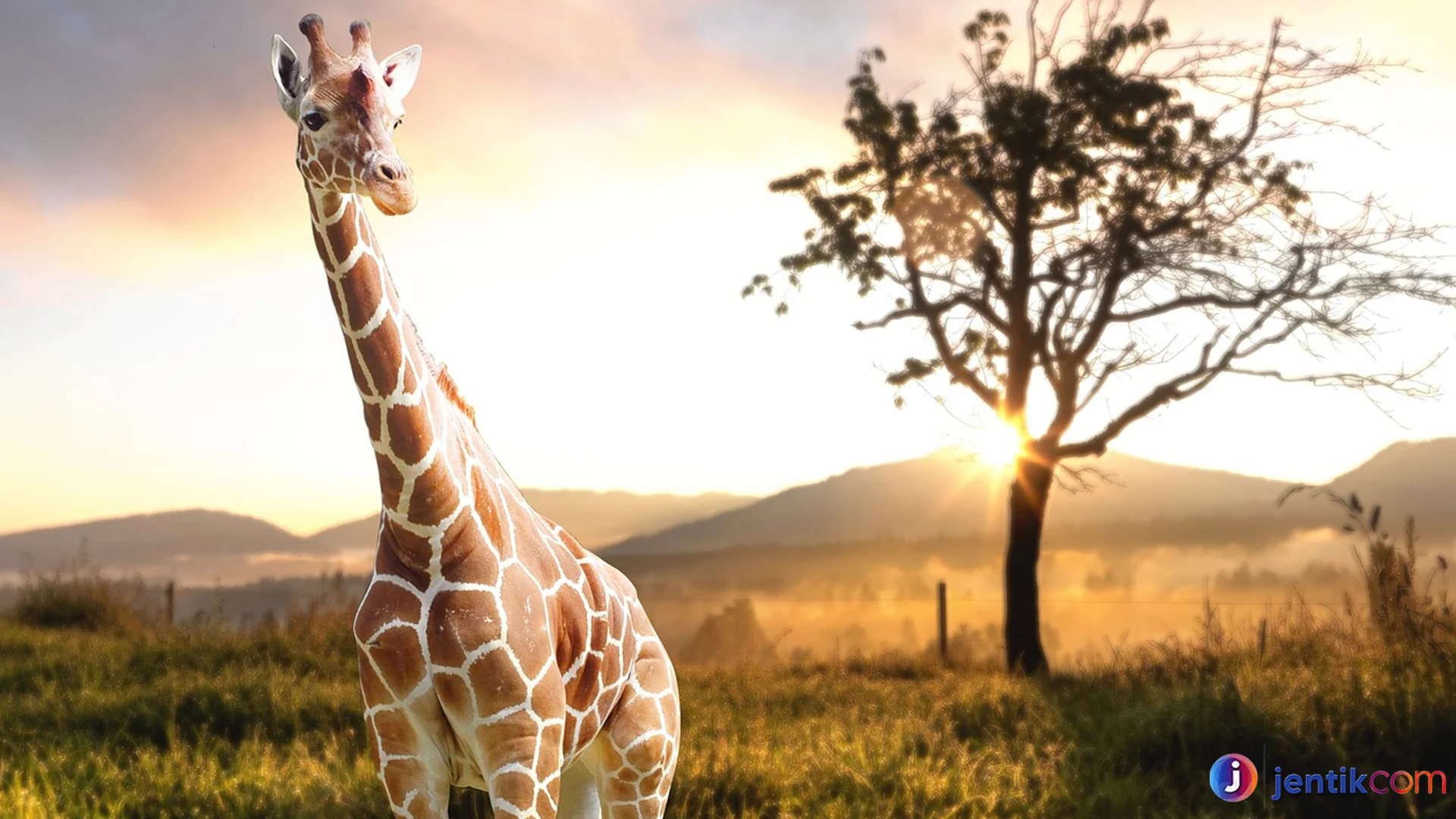 Jerapah Utara: Berbagai Jenis dan Keunikan Setiap Spesies