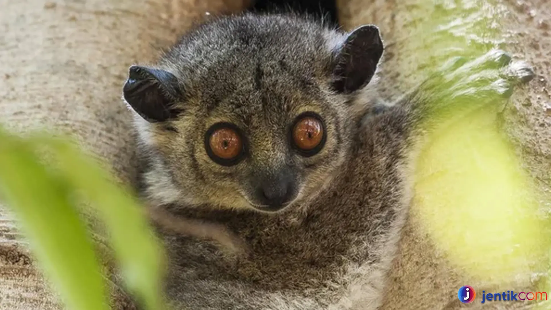 Lemur Sportif: Memahami Kekuatan Fisik yang Mempesona