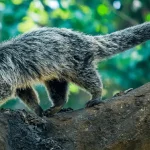 Hidup Liar Binturung: Mengungkap Keunikan dan Habitatnya