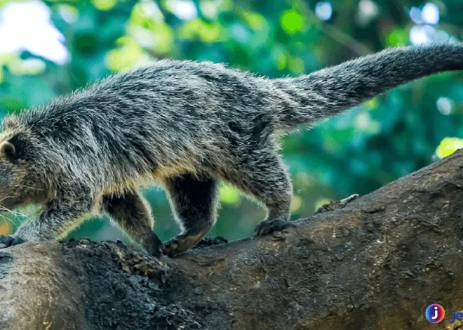 Hidup Liar Binturung: Mengungkap Keunikan dan Habitatnya