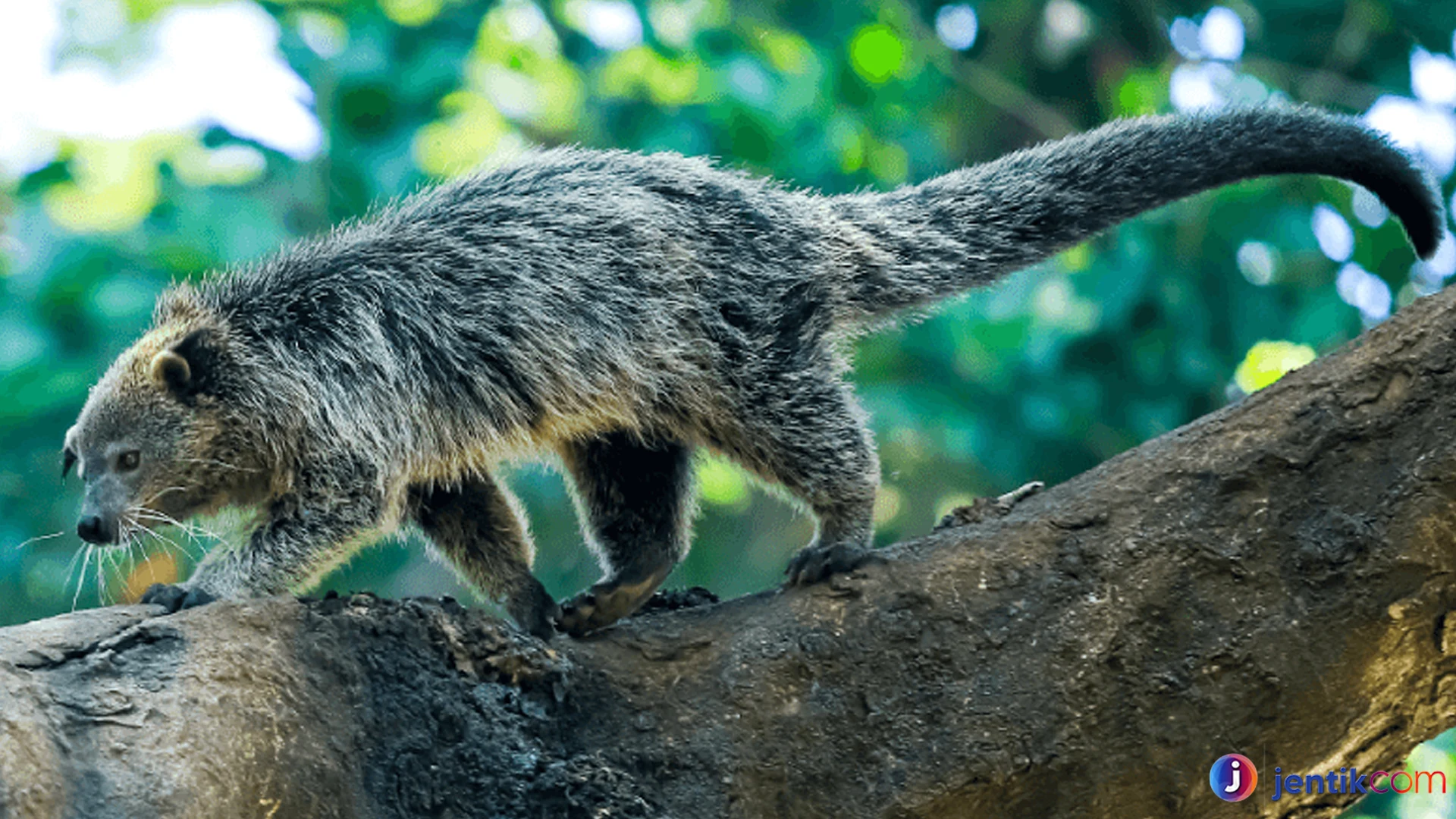 Hidup Liar Binturung: Mengungkap Keunikan dan Habitatnya