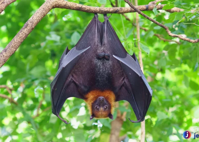 Keunikan Kalong yang Membuat Hewan Ini Jadi Spesial