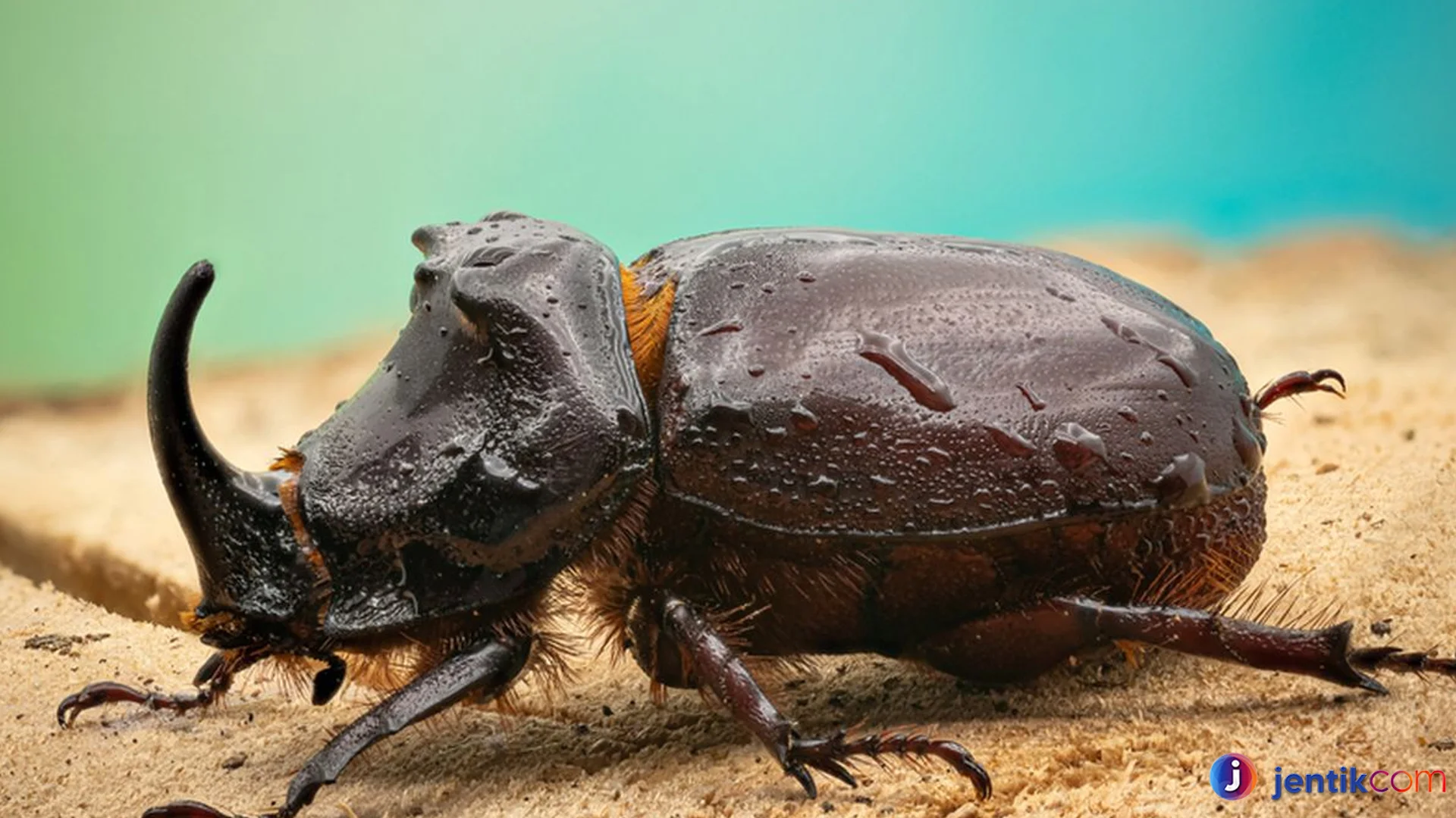 Kumbang Tanduk Perilaku Menarik Yang Bisa Diamati Di Alam Liar