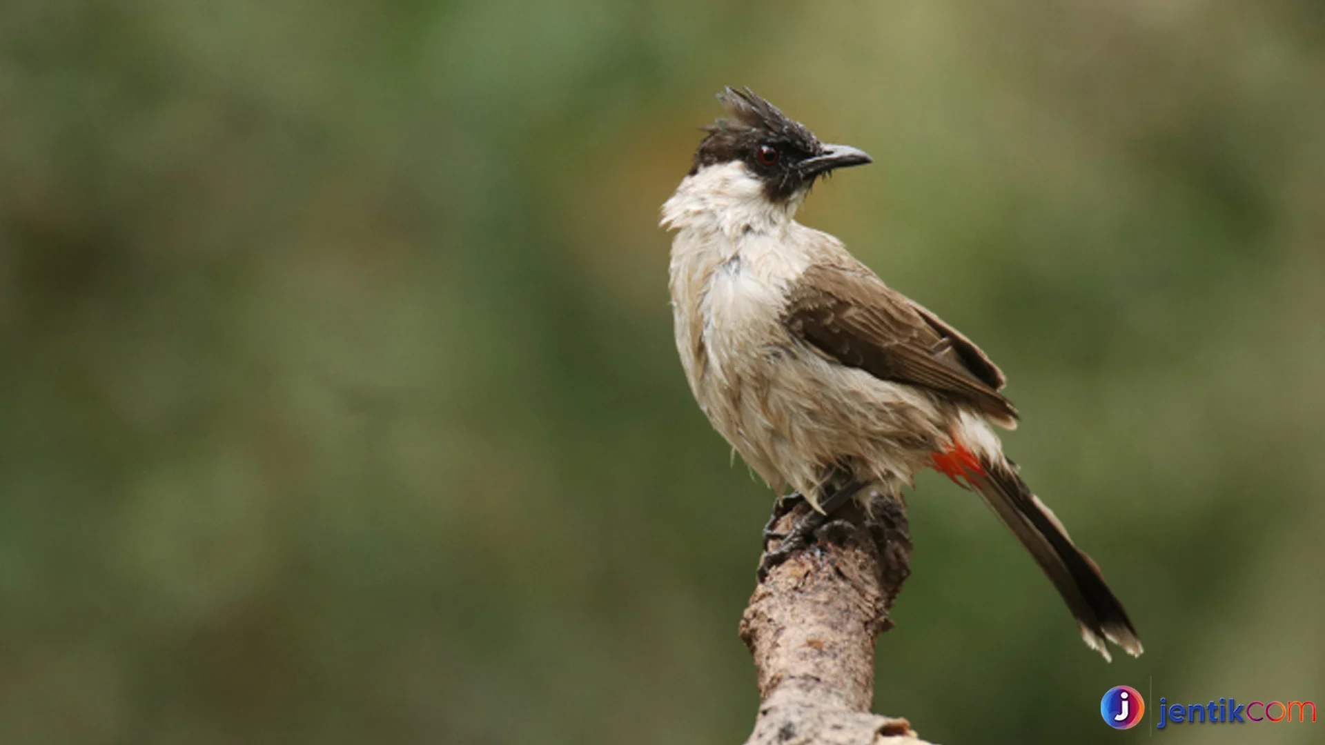 Suara Khas Burung Kutilang Yang Membuat Alam Semakin Hidup