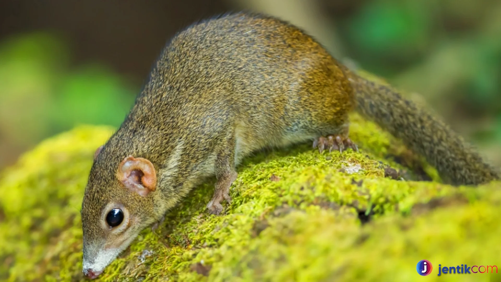 Kehidupan Tupai Akar Menarik Untuk Dipelajari Pecinta Satwa