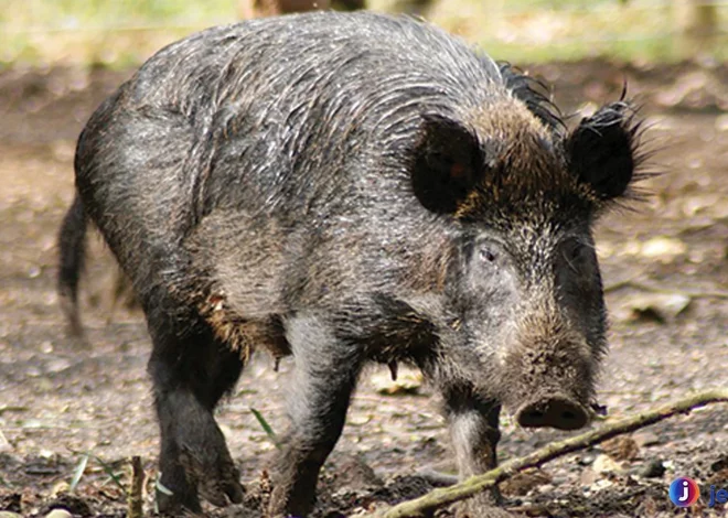 Hal Penting Tentang Hewan Babi Hutan Yang Jarang Diketahui