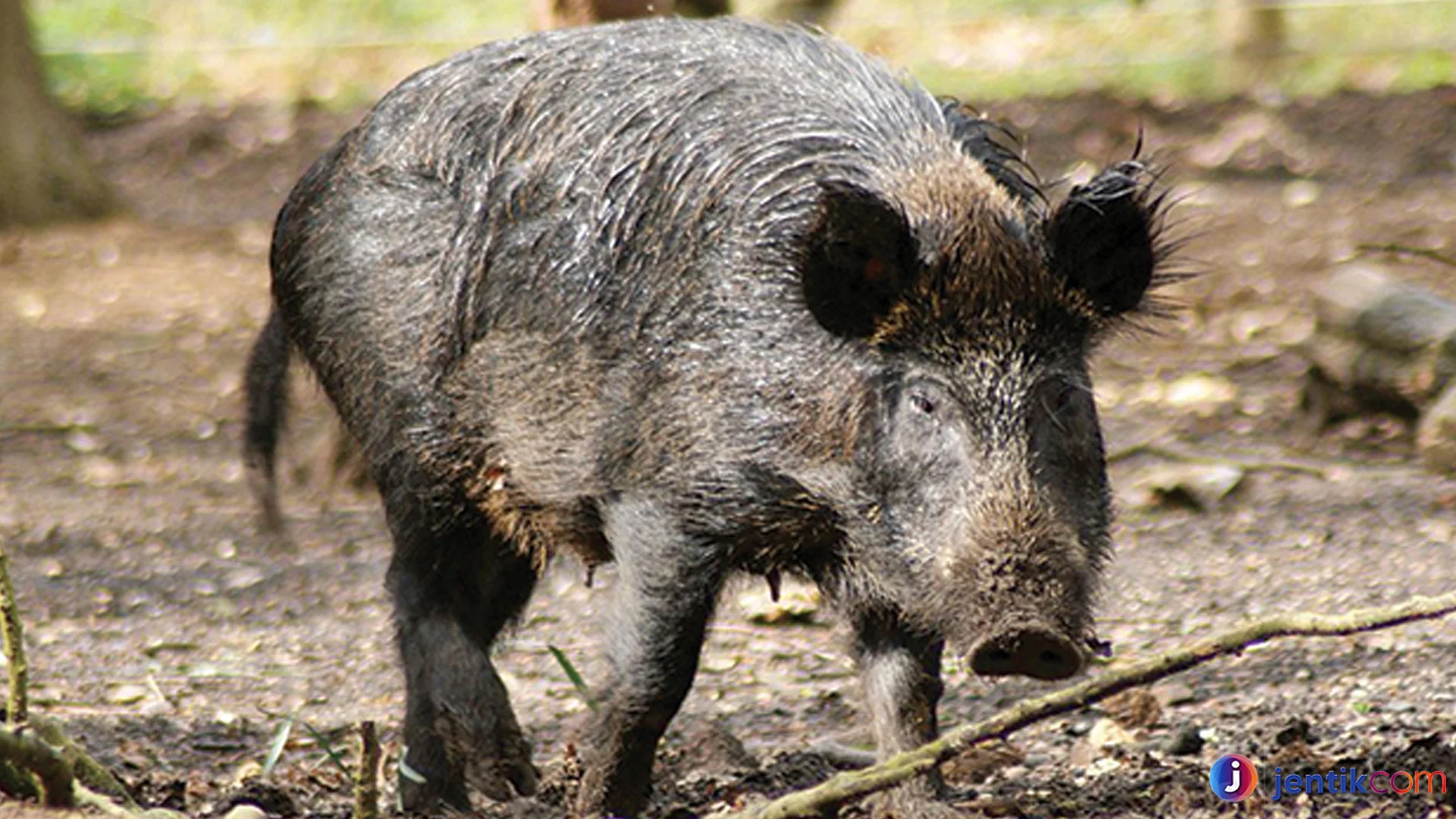 Hal Penting Tentang Hewan Babi Hutan Yang Jarang Diketahui